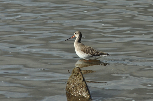 05 03 15_2347_edited-1.jpg - SPOTTED REDHSHANK - HOLES BAY, POOLE HARBOUR, DORSET - SPRING 2015